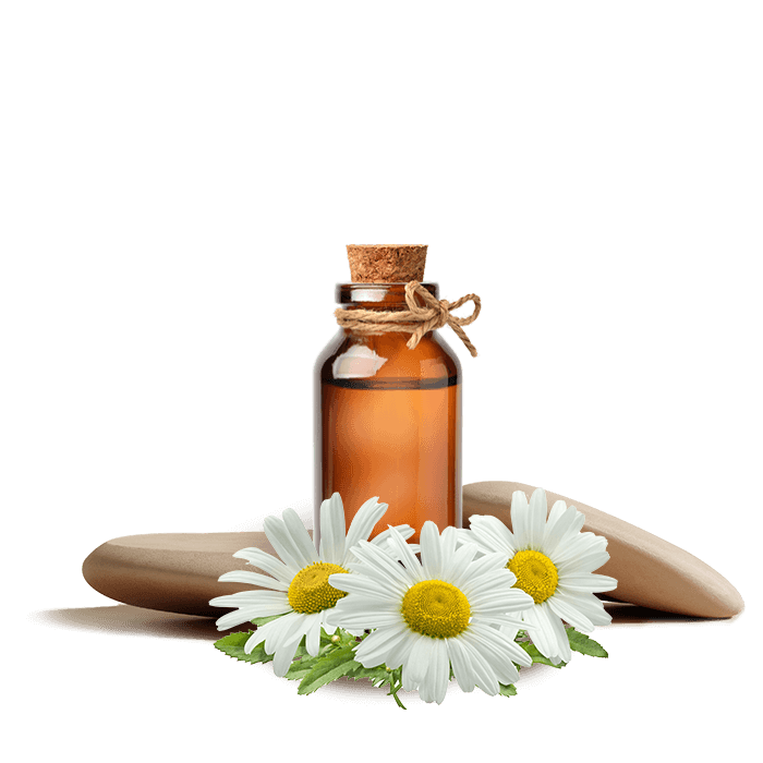 karden papatya esansı 20 Ml